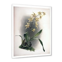 Dizajnerski crtež drevni cvijet orhideje, tradicionalni uokvireni umjetnički otisak