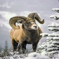 25084, Bighorn Sheep, Winter, Jasper NP, AB, Kanada Thomas Kitchin & Victoria Hurst Design Pics