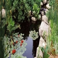 Vodeni ljiljani u ribnjaku, potopljeni vrt, Botanički vrt Albrich, Madison, Visconsin, SAD tiskanje plakata
