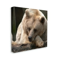Šuma smeđeg medvjeda, divlje životinje, životinje i insekti Fotogalerija, tisak na platnu, zidna umjetnost