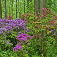 Delavere, azaleje koje cvjetaju u šumi, J O ' Brien